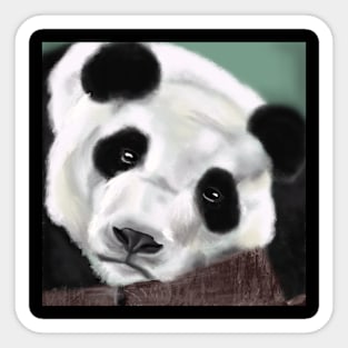 Panda Bear Sticker